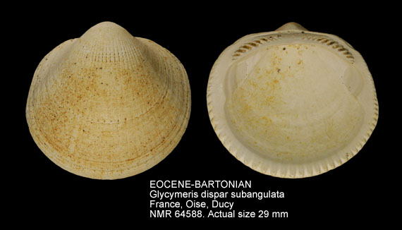 EOCENE-BARTONIAN Glycymeris dispar subangulata.jpg - EOCENE-BARTONIANGlycymeris dispar subangulata(Deshayes,1858)